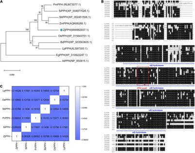 Functional Characterization of the Pheophytinase Gene, ZjPPH, From Zoysia japonica in Regulating Chlorophyll Degradation and Photosynthesis